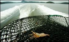 Fisheries for spot prawns and shrimp are booming. Experts say a big factor is a decline in the fish that feed on shrimp. But there are no solid population estimates
