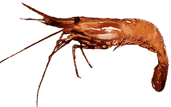 Spot Prawn