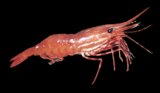 This spot prawn brings you home